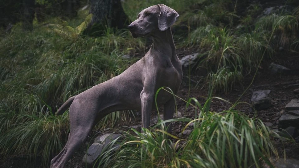 Cum prindeau prada primii câini, în urmă cu 40 milioane de ani