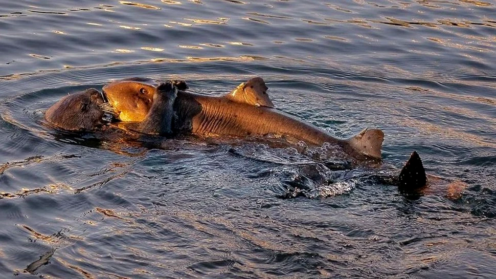 Imagini rare surprinse în California: O vidră de mare, fotografiată în timp ce încerca să muște dintr-un rechin