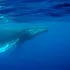 Cea mai veche înregistrare a cântecului unei balene, găsită pe un disc pierdut din 1949