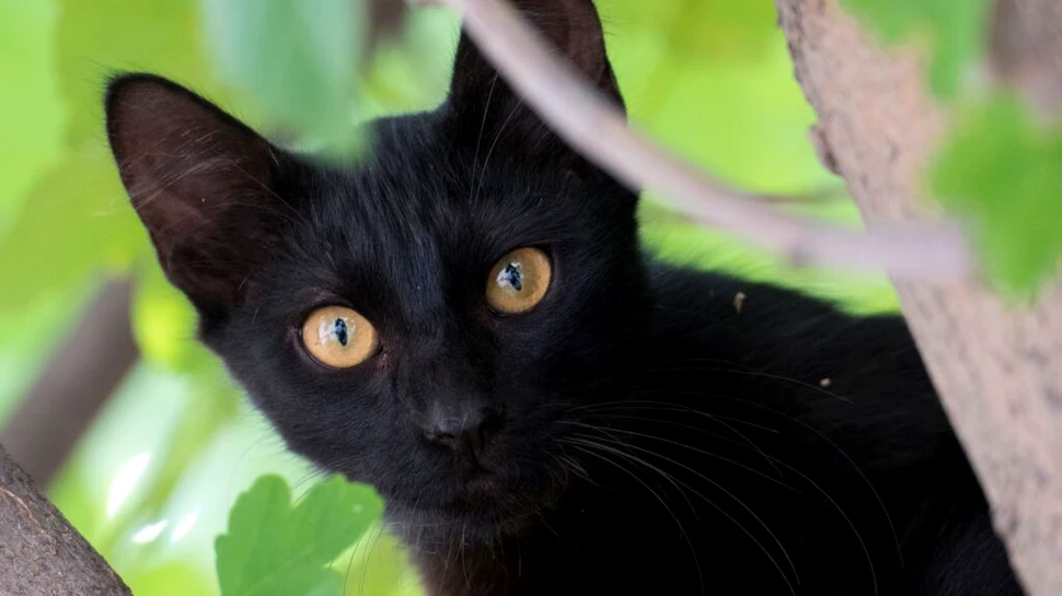Motivul bizar pentru care adopția pisicilor negre a fost interzisă într-un oraș spaniol