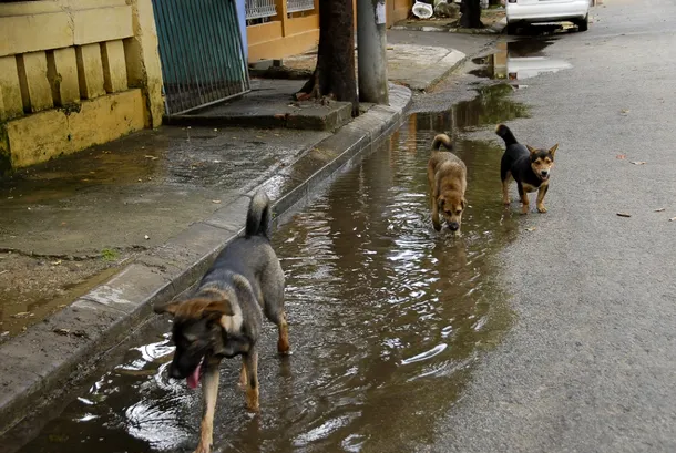 Câinii maidanezi se strâng adesea în haite pentur a-şi apăra mai uşor teritoriul de alţi câini ai străzilor.