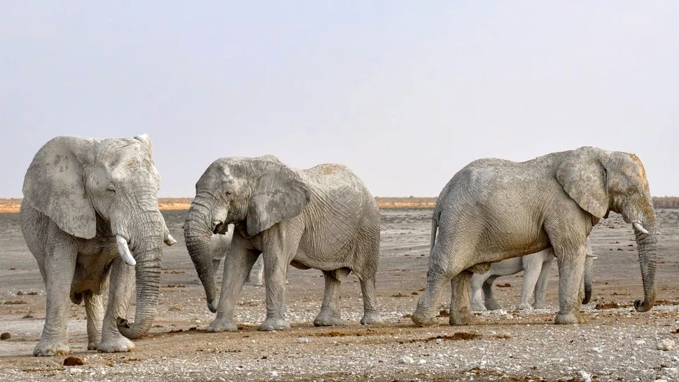 Motivul pentru care elefanţii nu ţin la băutură, deşi au o construcţie suficient de mare încât să asimileze rapid alcoolul