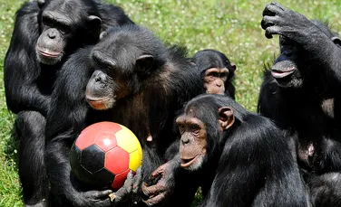Brevetele acordate de autorităţile europene pentru cimpanzeii modificaţi genetic stârnesc controverse