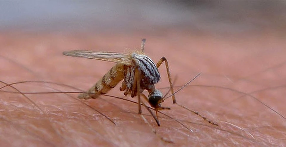 Muşcături de ţânţari – cum să ne ferim de infectarea cu West Nile