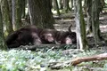 Un zimbru, surprins în timp ce face „baie de praf” într-o pădure din Parcul Natural Vânători Neamț