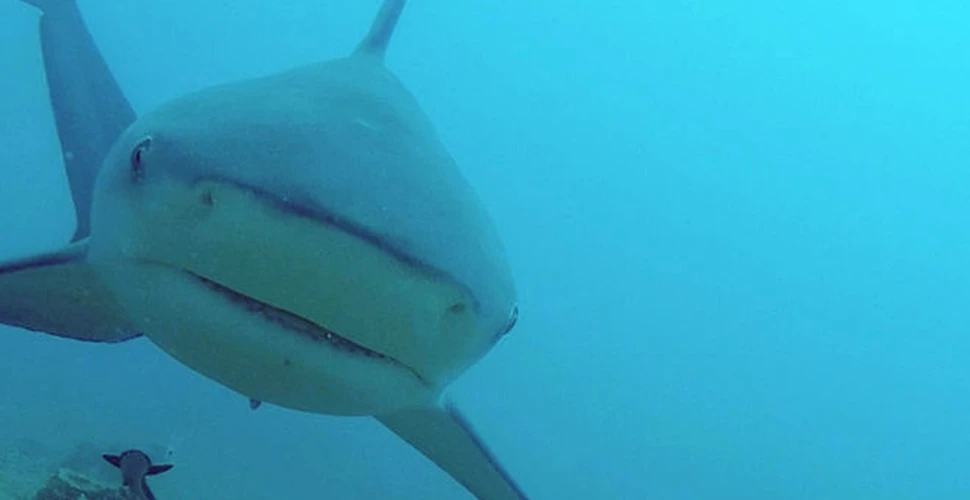 Un bărbat din Florida a reuşit să afle după 25 de ani din ce specie era rechinul care l-a atacat
