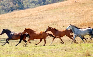 Caii sălbatici, o problemă pentru Australia. Oficialii vor să ucidă animalele, dar cercetătorii critică planul