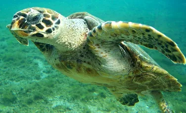O nouă formă de braconaj pune în pericol grav ţestoasele marine