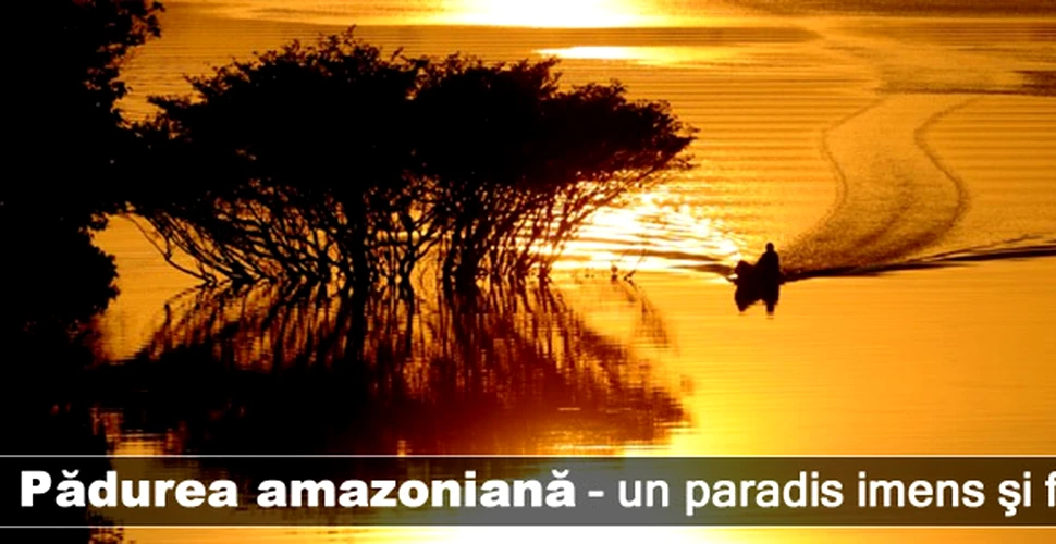 Pădurea amazoniană – un paradis imens şi fragil