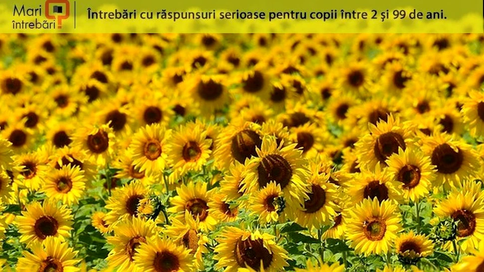 De ce se roteşte floarea-soarelui după soare?