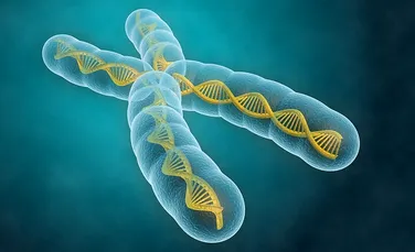 Ce ai învăţat la şcoală e greşit: cromozomul nu are, de fapt, formă de X. Iată ce au descoperit cercetătorii (VIDEO)