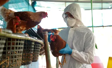 Gripa aviară s-ar putea răspândi la vacile din toată lumea, avertizează OMS