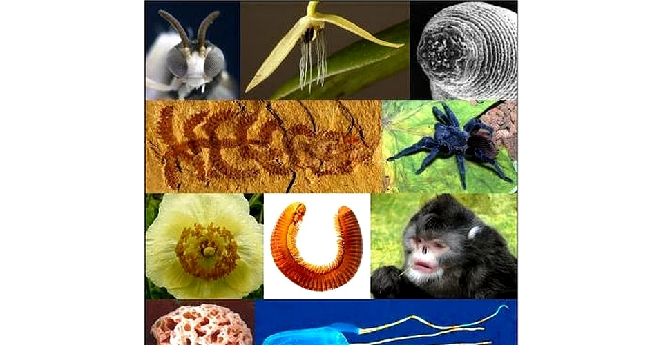 Top 10 specii noi ale anului 2012 (FOTO/VIDEO)