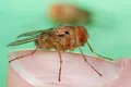Un nou exemplu uimitor de evoluție a fost descoperit de cercetători