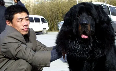 Dogul de Tibet şi legendele celei mai scumpe rase de câini din lume