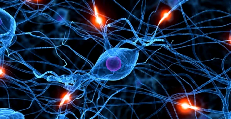 Ce nu se foloseşte, se aruncă: celule imunitare speciale „mănâncă” sinapsele leneşe din creier
