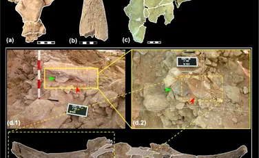 De ce neanderthalienii colecționau cranii cu coarne?