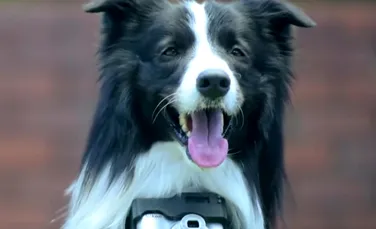 Grizzler este primul câine fotograf. Cum face poze la lucrurile care îi plac – VIDEO