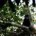 O specie complet nouă a fost descoperită în pădurea tropicală din Congo