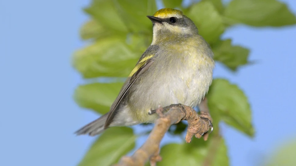 Păsările au un simţ special: ce pot presimţi aceste vieţuitoare şi cum reacţionează?