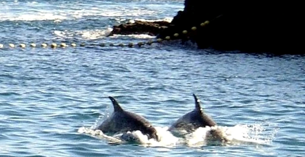 Oraşul japonez celebru pentru masacrul delfinilor va inaugura un parc marin