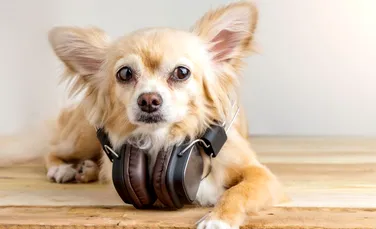 Şi câinii au preferinţe muzicale. Ce ar dori necuvântătoarele să asculte cel mai mult