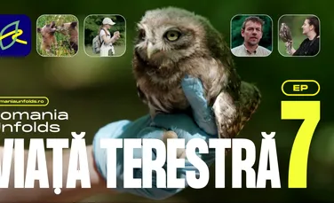Pajiști, ecoducte și infrastructură critică: trei modele prin care România își protejează biodiversitatea