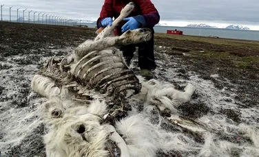 Peste 200 de reni au fost găsiţi morţi în Arhipelagul Svalbard