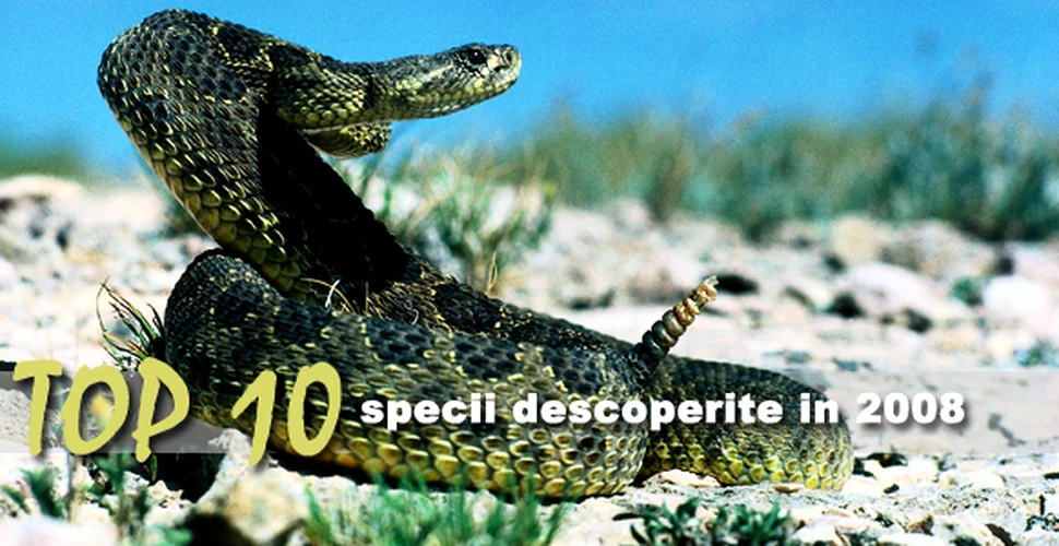 Top 10 specii descoperite in 2008
