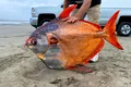 Un pește exotic, cunoscut drept „peștele lună”, găsit pe o plajă din Oregon, SUA. Ce se știe despre această specie