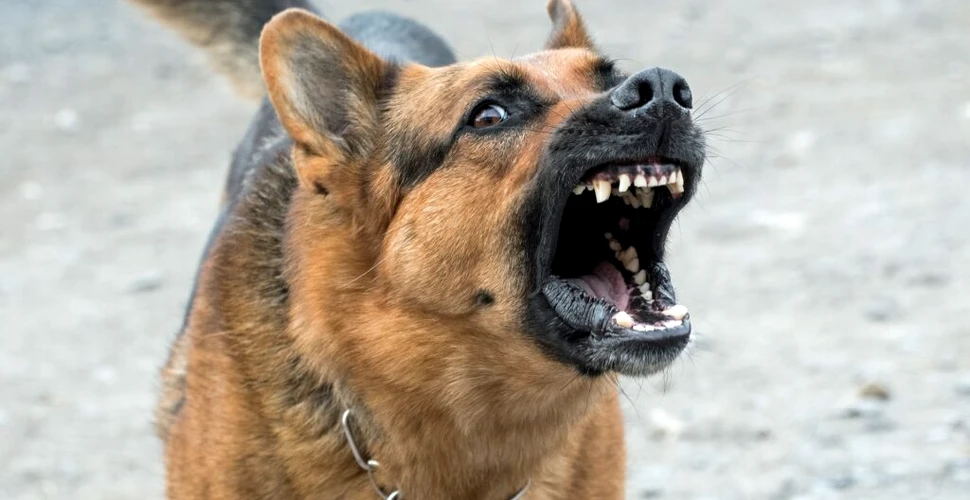 De ce unii câini sunt mai agresivi? Un studiu arată că până și stăpânii joacă un rol