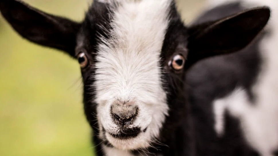 Patru capre rare ar fi fost mâncate de directorul unei grădini zoo