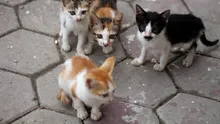 Ce amendă a primit o femeie după ce a abandonat mai mulți pui de pisică?