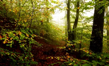 Cum ”respiră” pădurea? Un videoclip prezintă un fenomen straniu din Canada – VIDEO