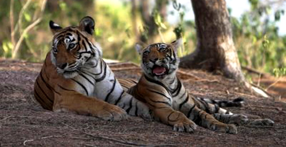 Tigrii din India aparati de “Fortele Speciale”