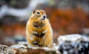 Test de cultură generală. Pot animalele să prezică vremea?