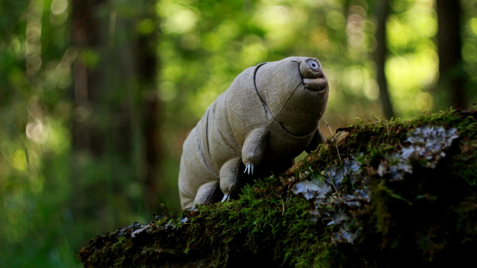 O nouă specie de tardigradă a fost găsită în dunele de nisip din Finlanda