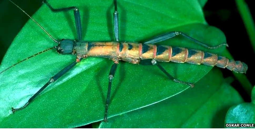 O insectă misterioasă a fost descoperită în pădurile filipineze