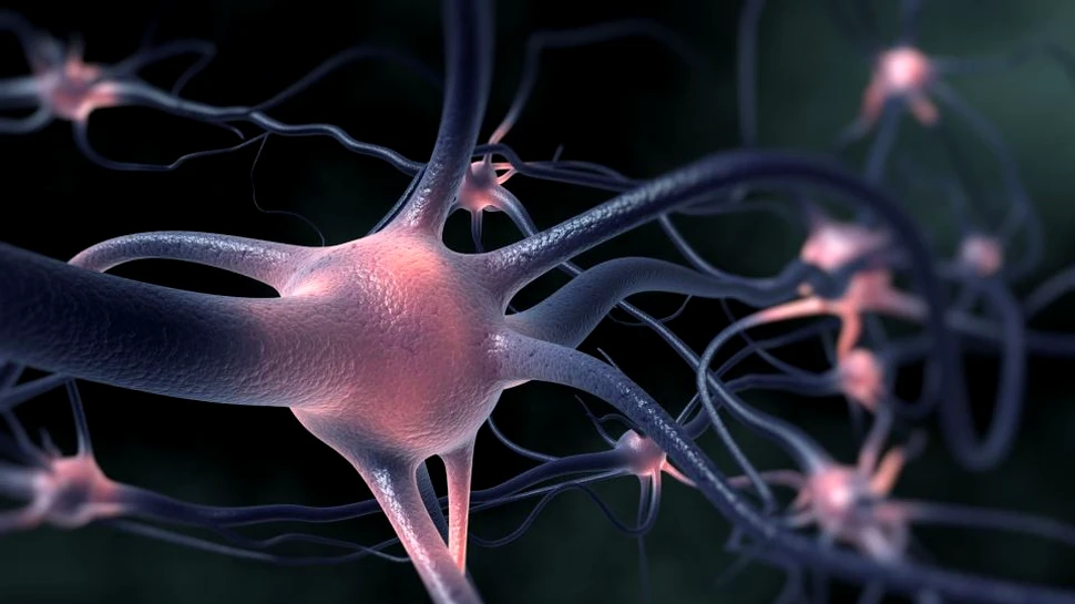 O nouă metodă permite savanţilor să observe interacţiunea dintre neuroni în timp real