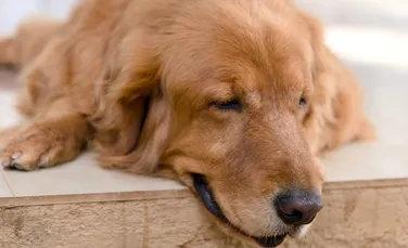 Chiar și câinii pot face Alzheimer. Care sunt semnele de demență canină?