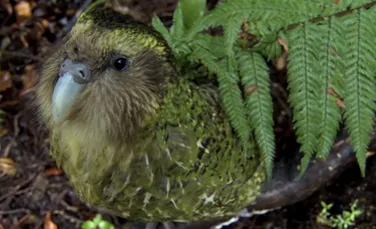 Papagalii kakapo, specie pe cale de dispariţie, s-au înmulţit record în această primăvară. Ce a stimulat reproducerea
