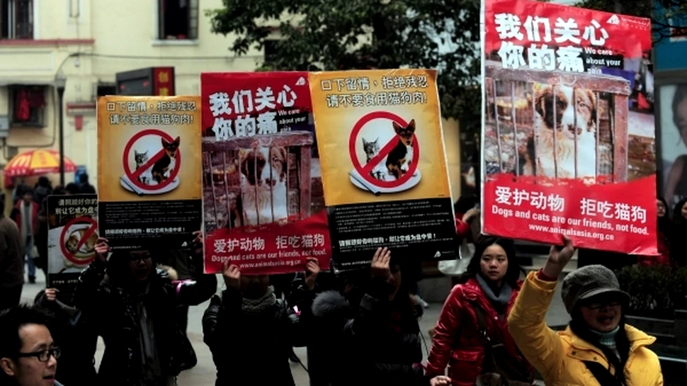 În China a fost interzis un festival la care se consuma carne de câine