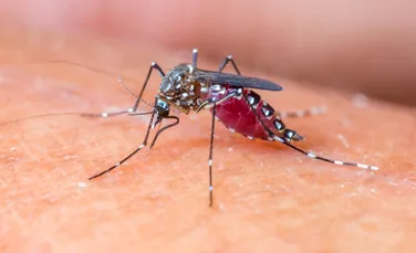 De ce înţeapă ţânţarii doar anumite persoane? Explicaţiile cercetătorilor