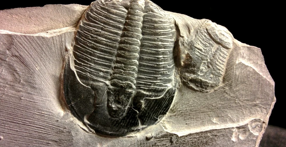 Trilobiții, creaturile din Cambrian care aveau un ritm de creștere inedit
