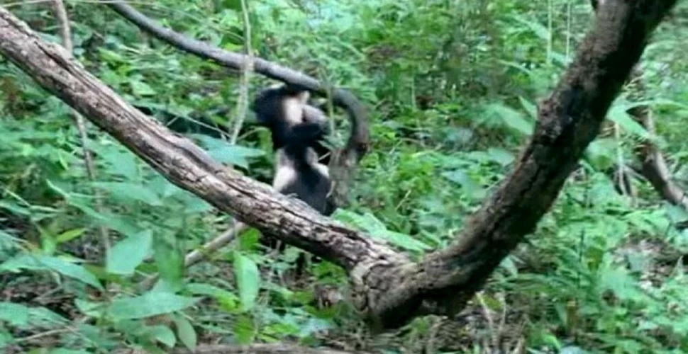 Momentul în care maimuțele capucin fac echipă pentru a salva un camarad mai tânăr din strânsoarea unui șarpe boa