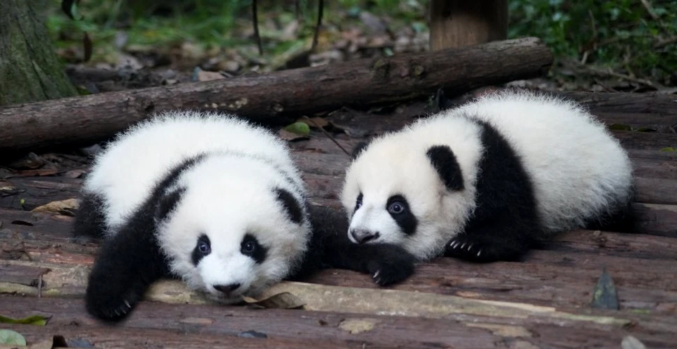 Tot ce trebuie ştiut despre urşii panda giganţi, unele dintre cele mai emblematice animale ale naturii