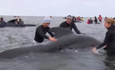 Misterul balenelor eşuate pe o coastă din Scoţia, desluşit după patru ani