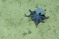 O nouă specie de caracatiță adorabilă a fost descoperită în apropierea Insulelor Galapagos