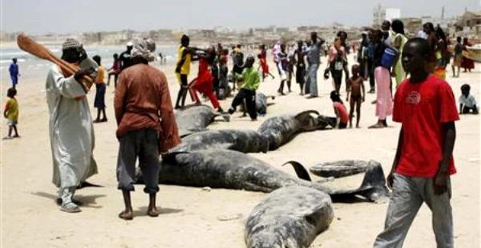 Pescarii senegalezi au salvat zeci de balene esuate