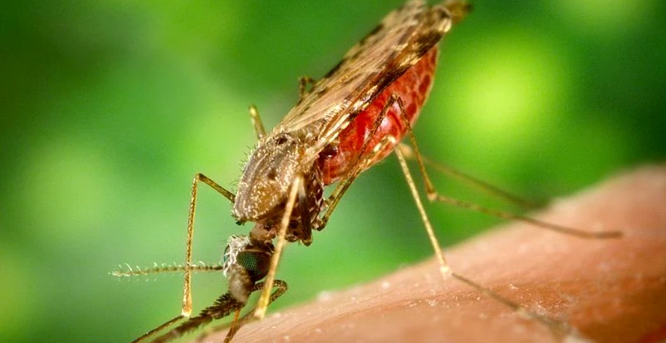Numărul cazurilor de malarie a scăzut cu 20% în ultimii 10 ani